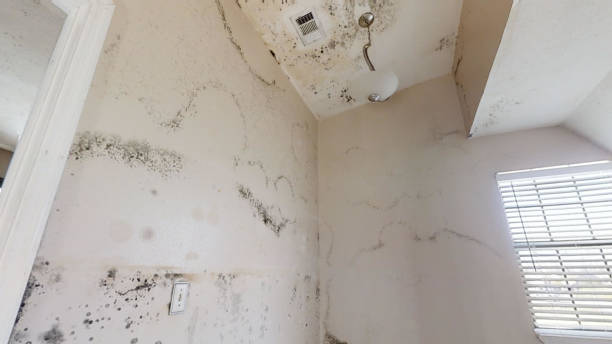 Mold Documentation for Insurance Claims in Kershaw, SC