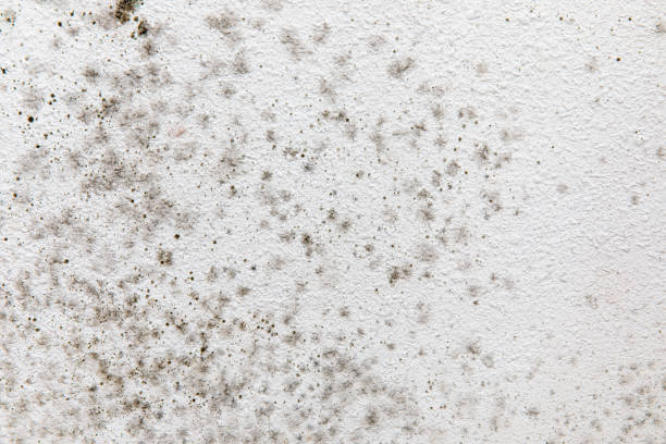 Trusted Kershaw, SC Mold Removal Experts
