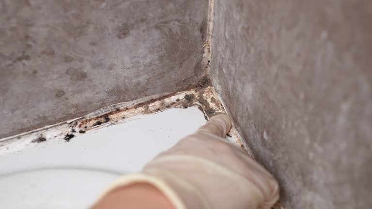 Best Mold Removal for HVAC Installations  in Kershaw, SC